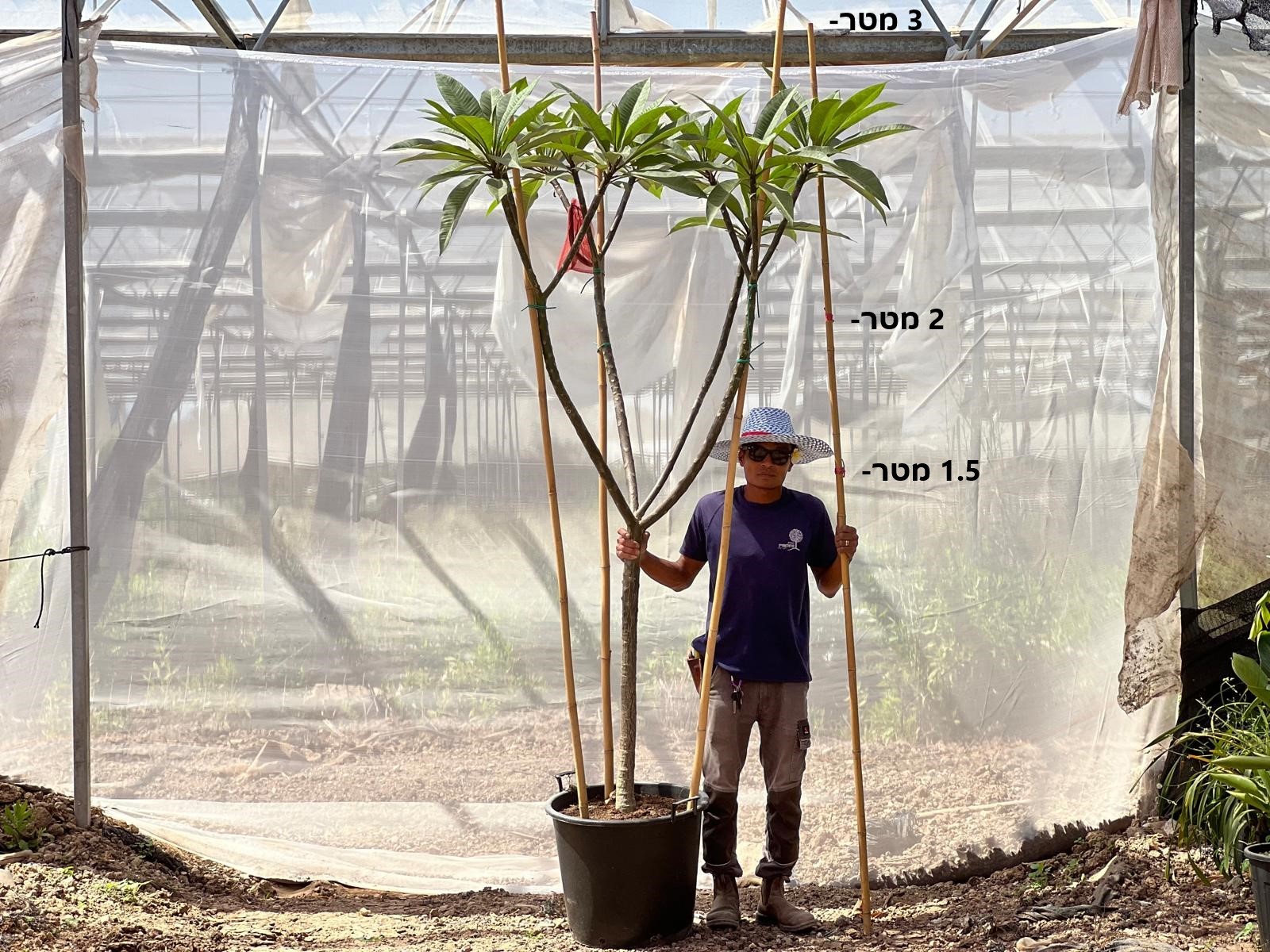 3 מטר גובה 75 ליטר בוגרת מפוצל על גזע