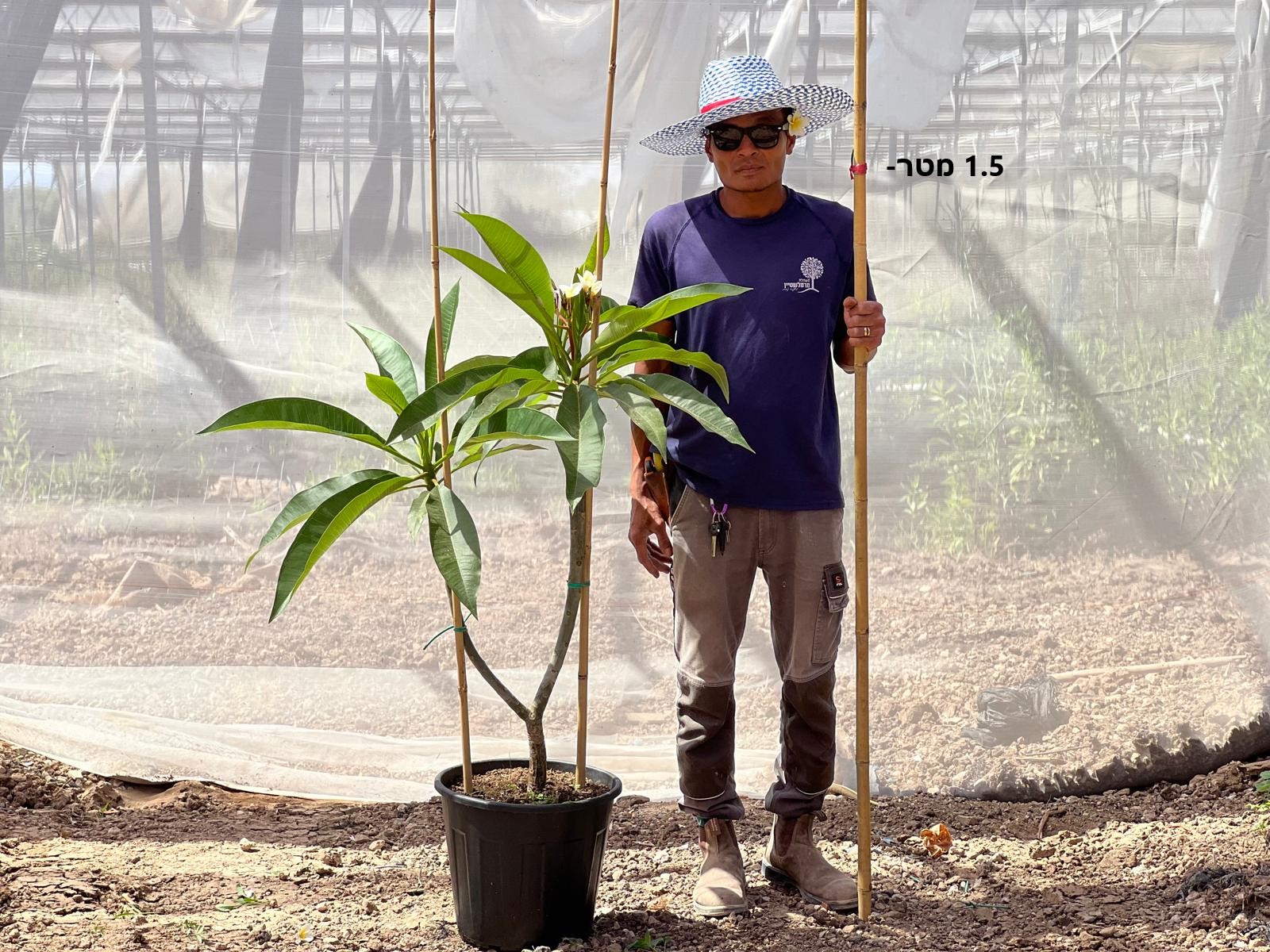 פיטנה פלומריה ריחנית רגיל 25 ליטר עד גובה מטר וחצי