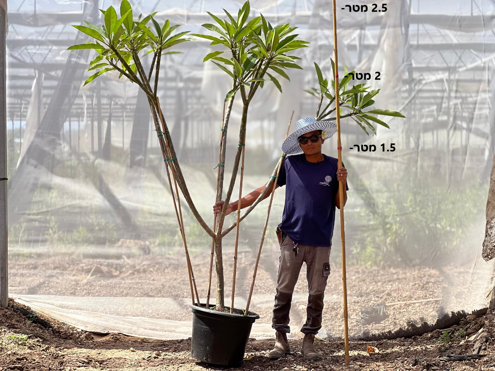 50 ליטר גובה 2.5 מטר פיטנה פלומריה ריחנית