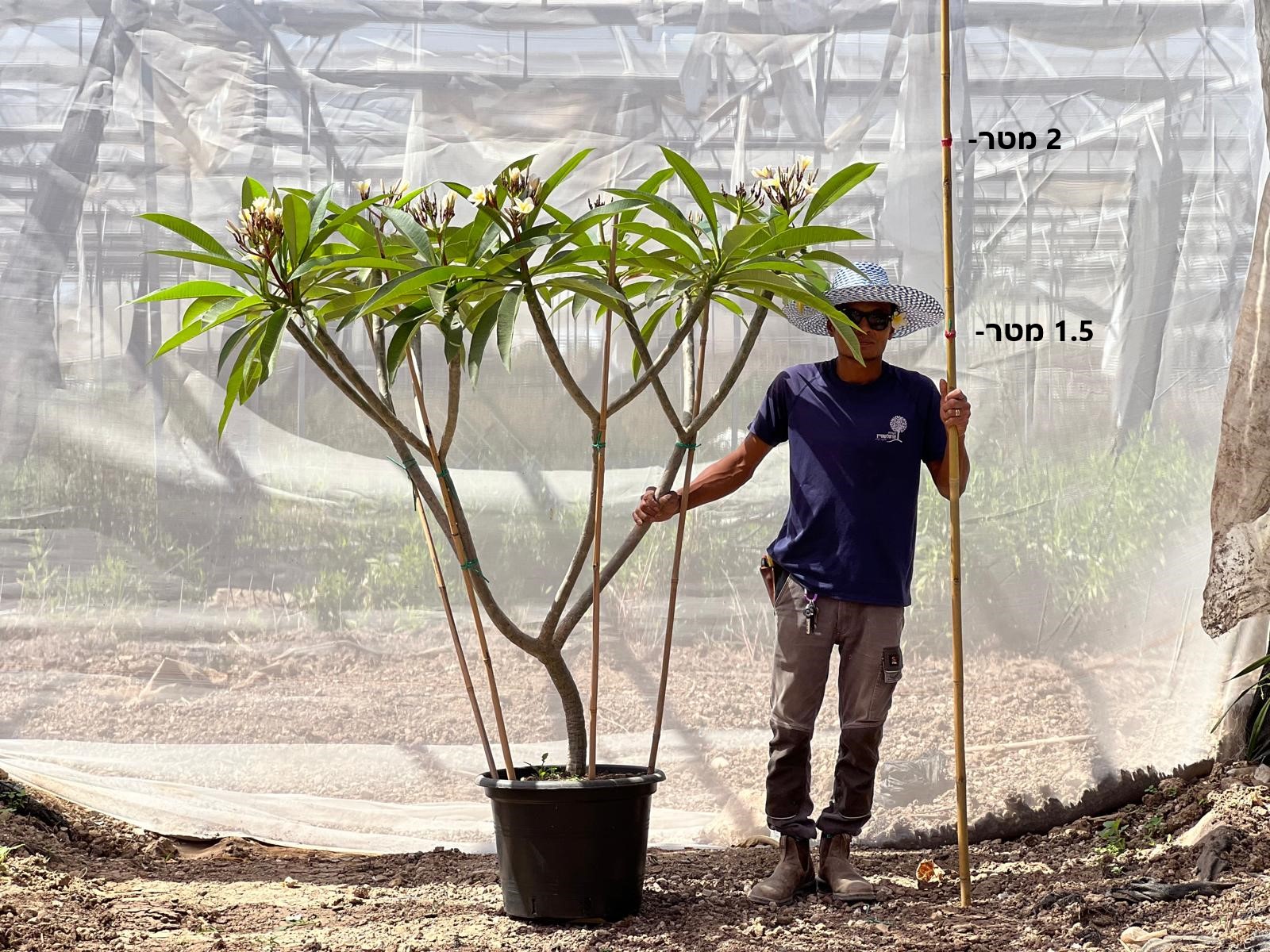 50 ליטר מגובה 2 מטר. פיטנה פלומריה ריחנית