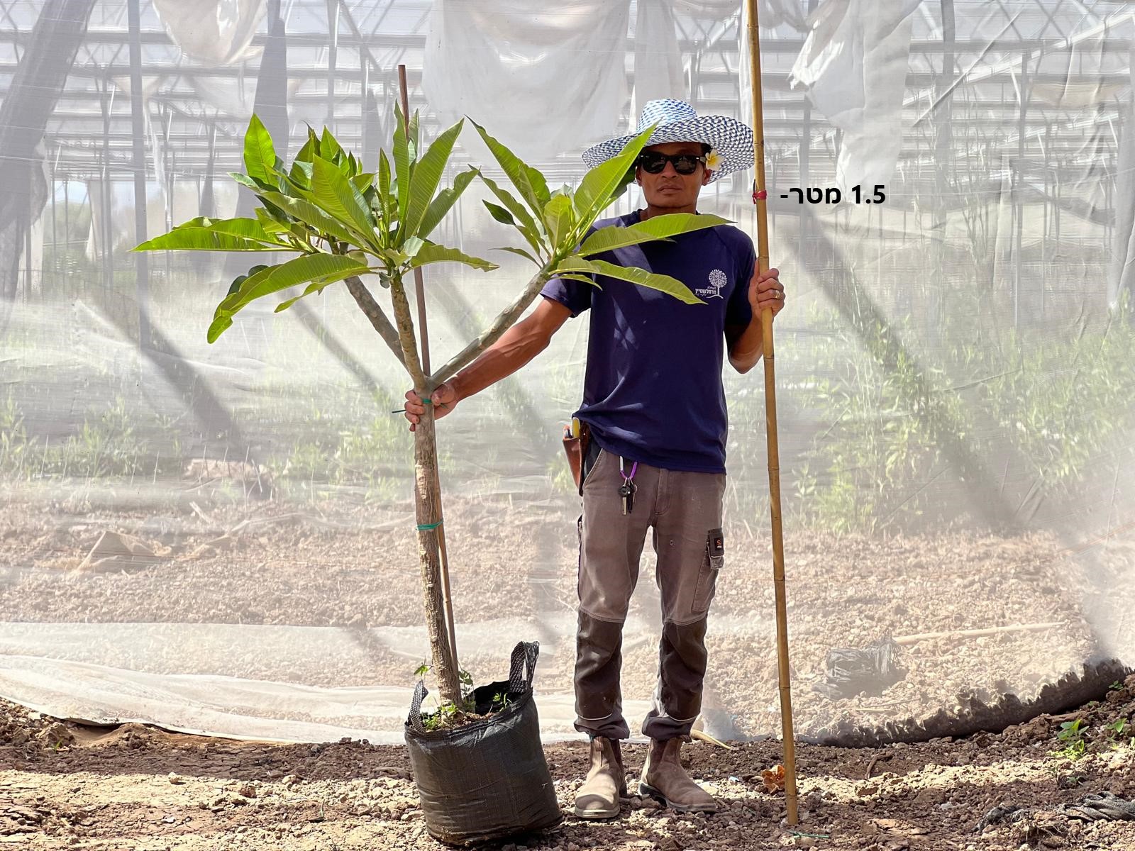פיטנה פלומריה ריחנית על גזע מטר וחצי