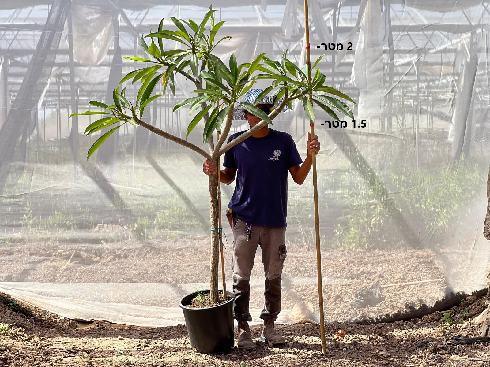 25 ליטר עד גובה 2 מטר