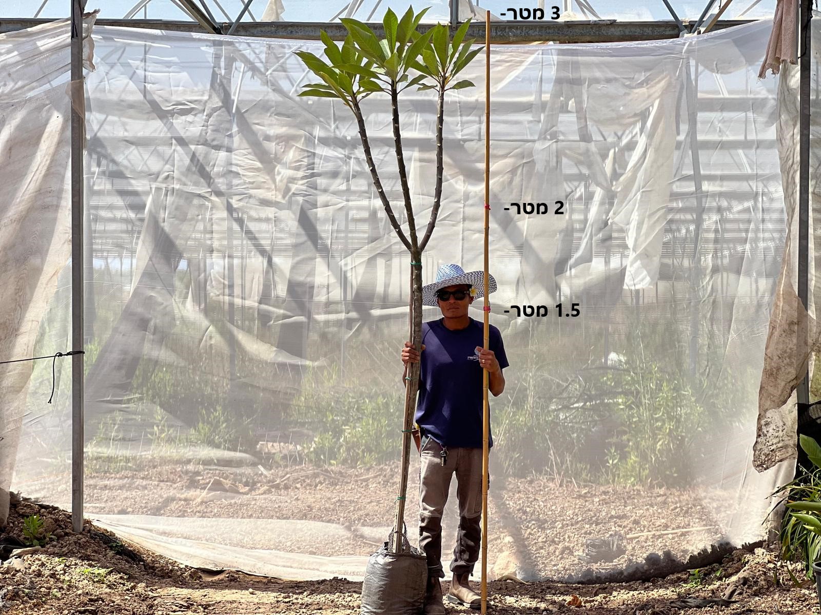 פיטנה פלומריה ריחנית על גזע 3 מטר