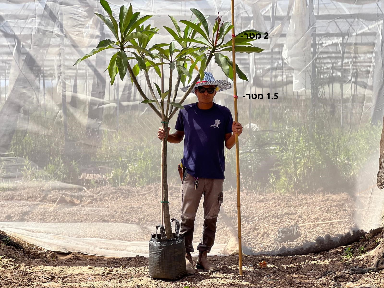 פיטנה פלומריה ריחנית גזע 2 מטר