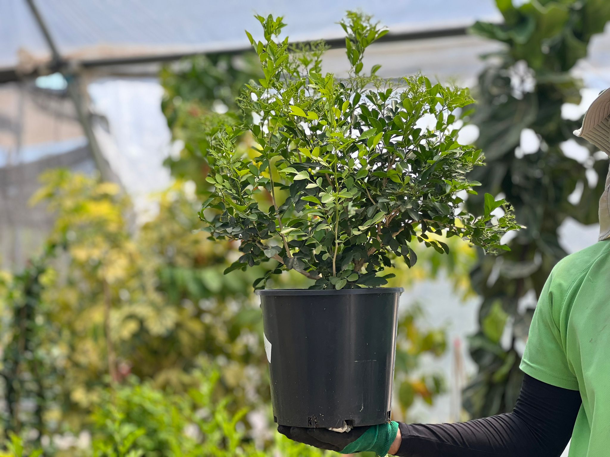 מוריה מכבדית-Murraya paniculata