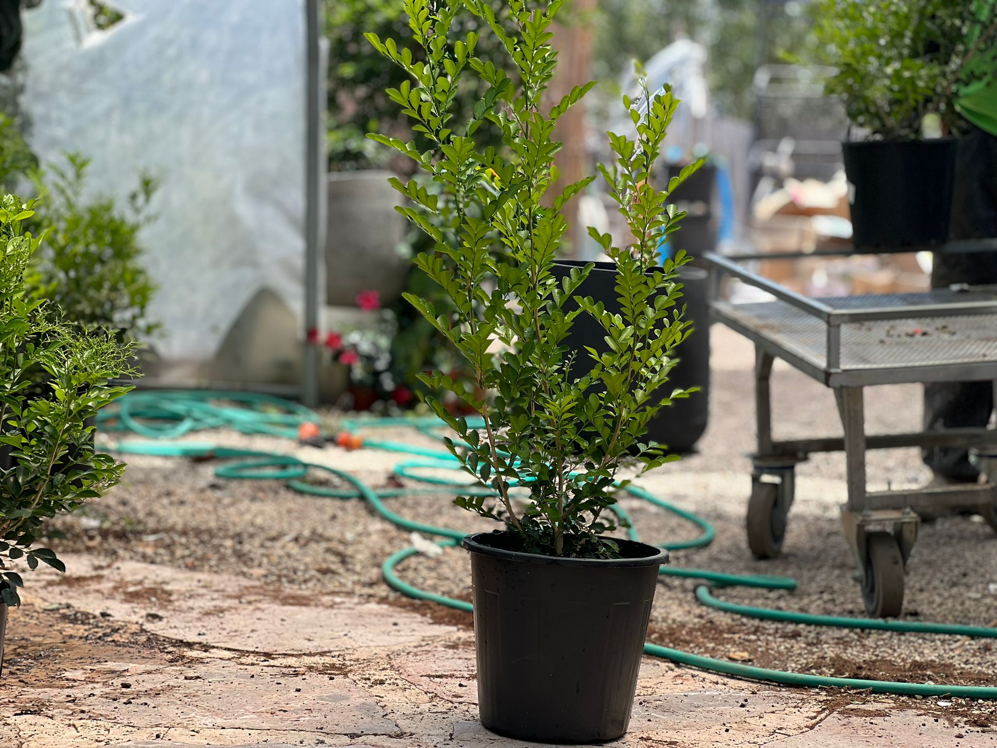 מוריה מכבדית-אכזוטיקה Murraya paniculata