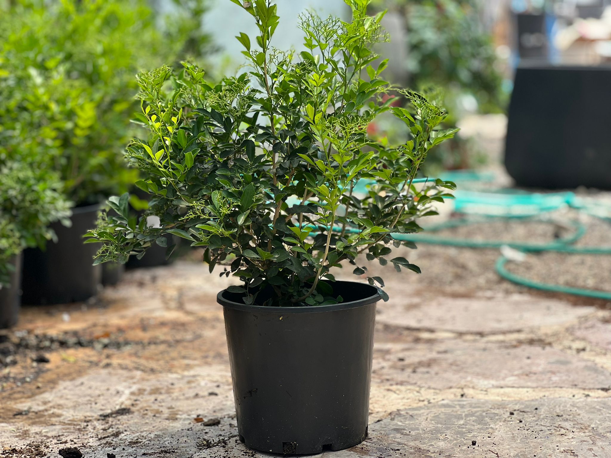 מוריה מכבדית-Murraya paniculata