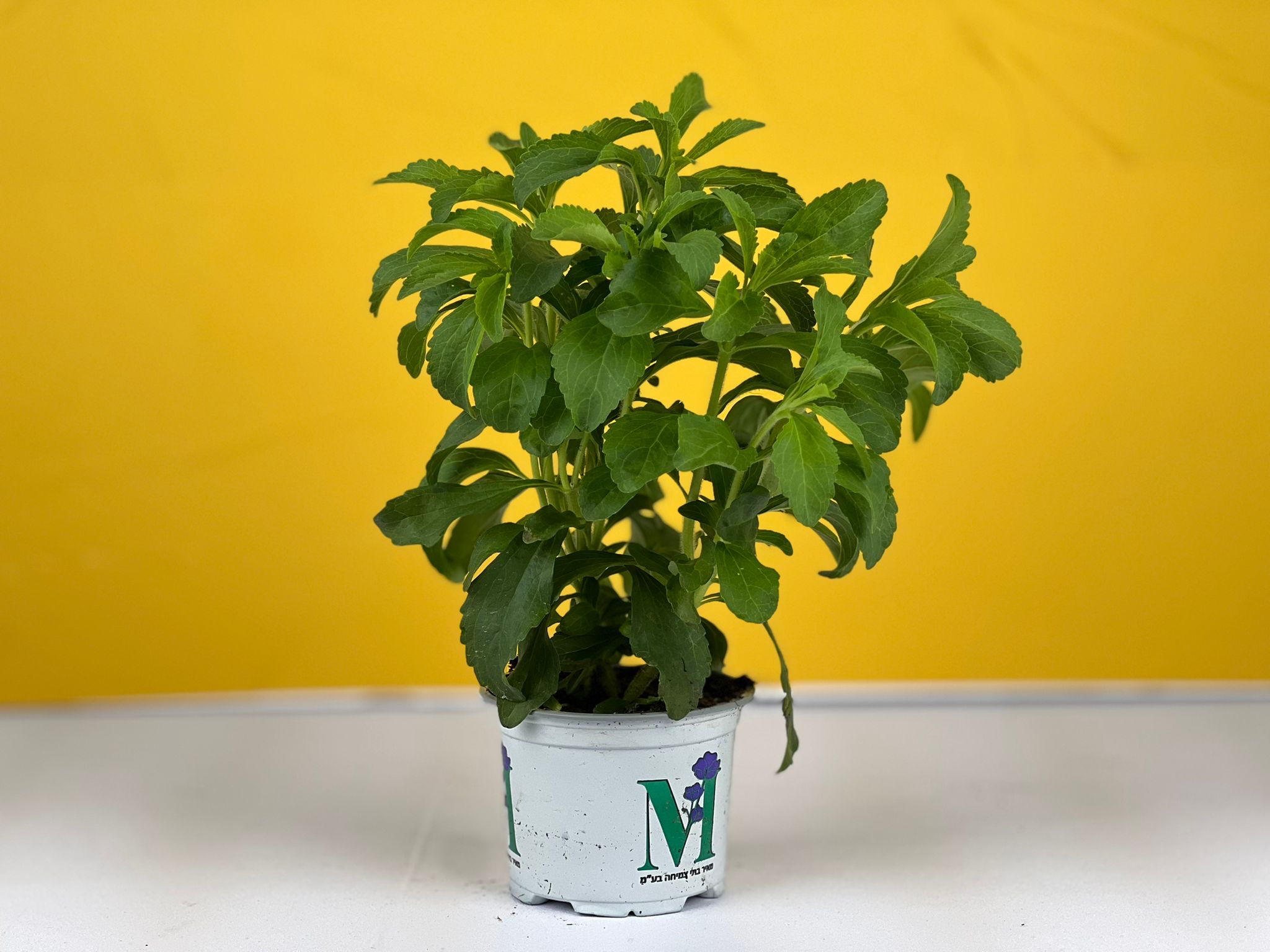 סטיביה - הממתיק של הטבע