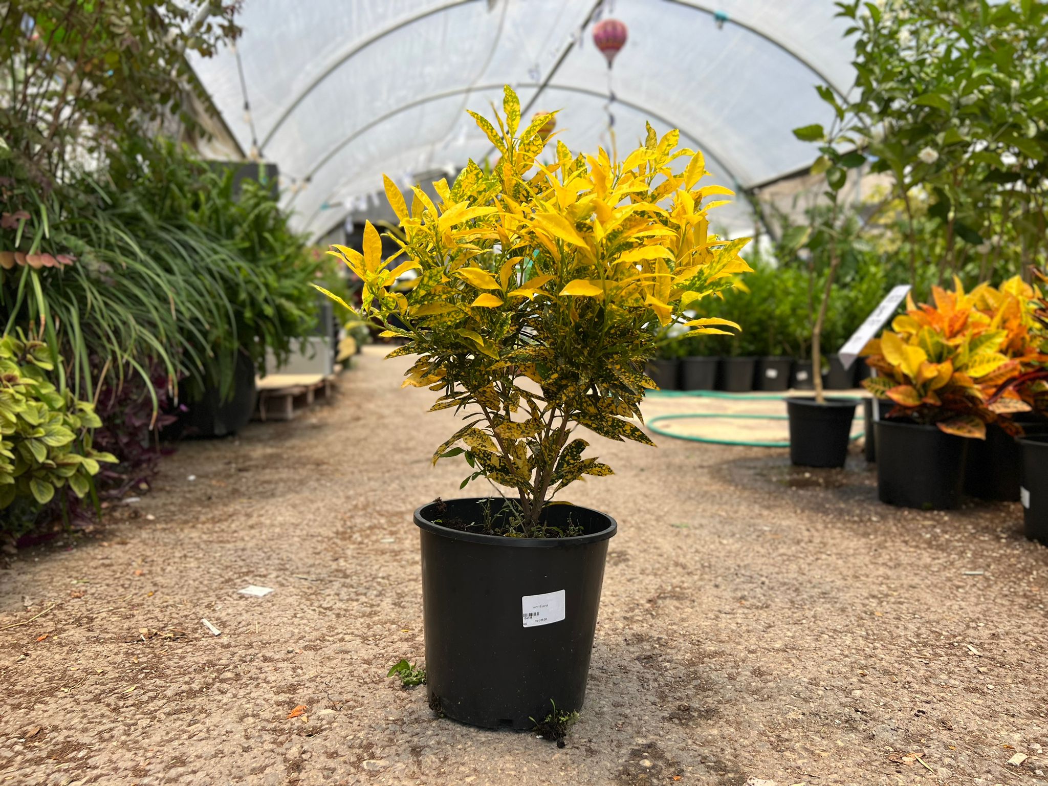 קרוטון מנוקד