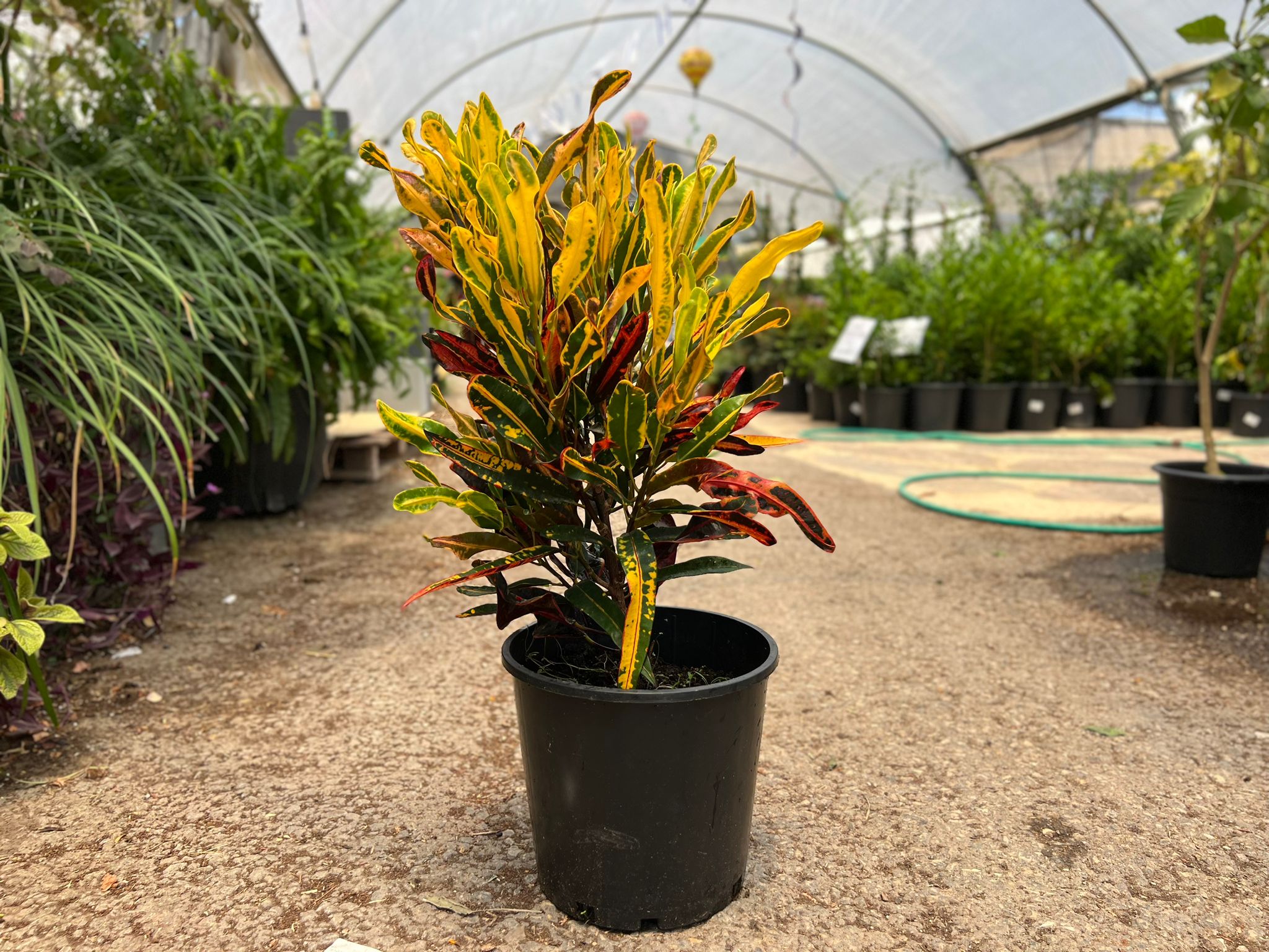 קרוטון מסולסל