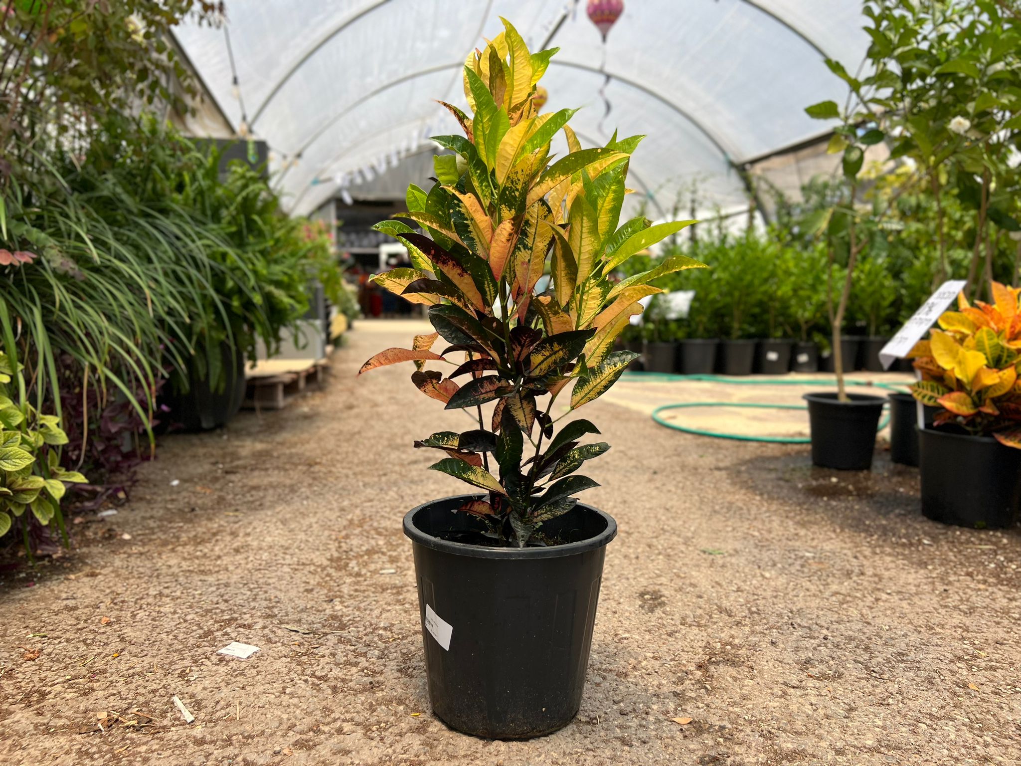 קרוטון קודן מגוון