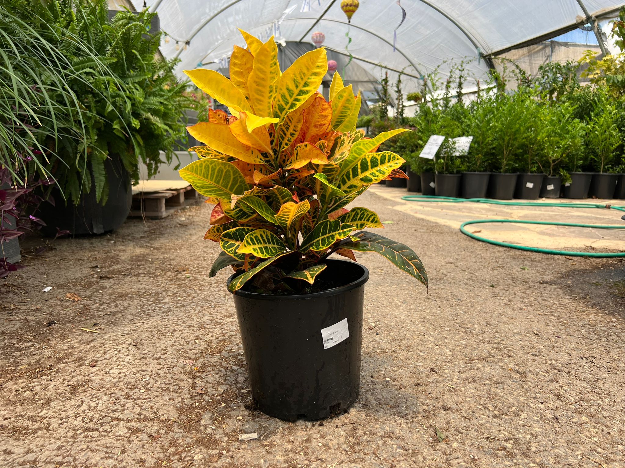 קרוטון פטרה