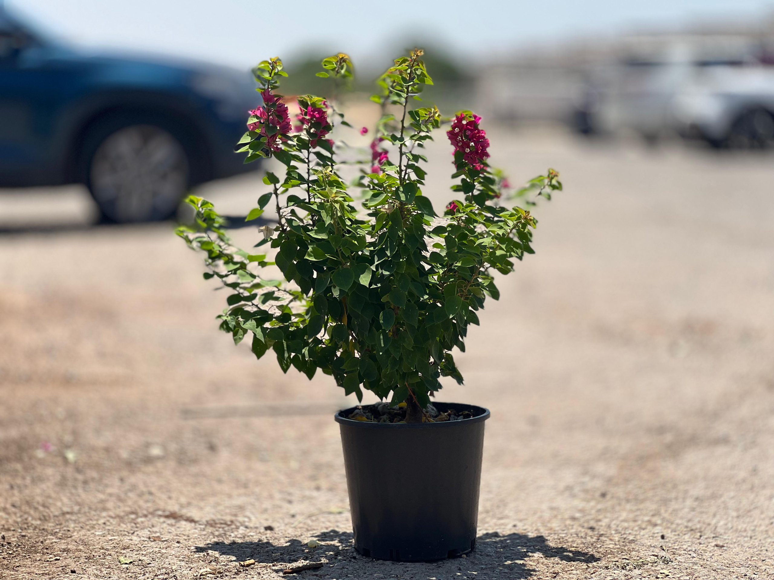 בונגוביליה מיני תאי