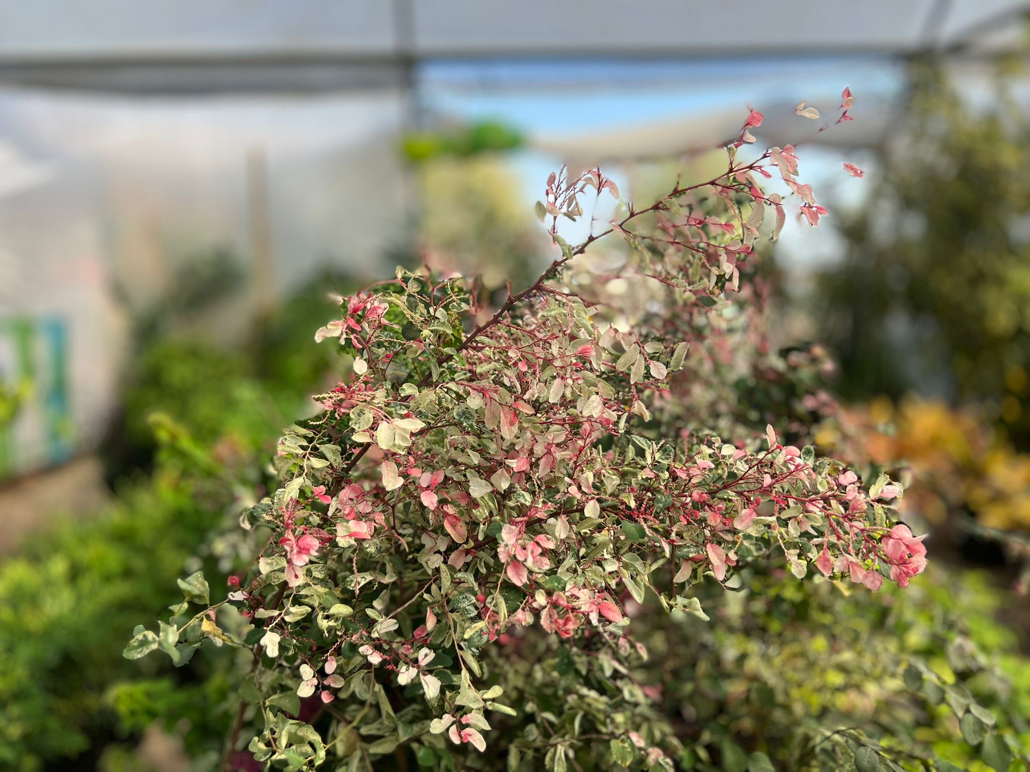 ברניה מושלגת 1