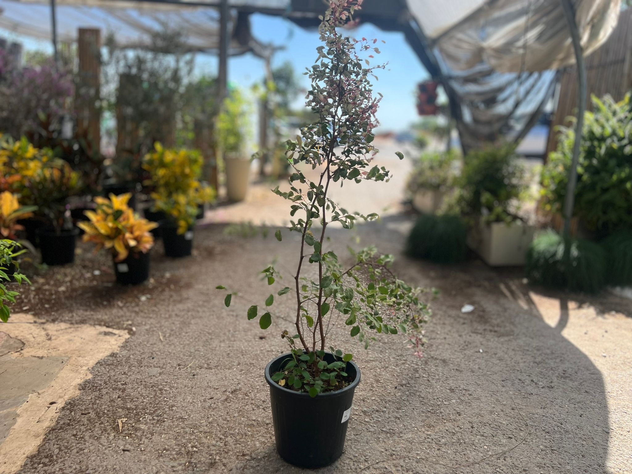 ברניה מושלגת