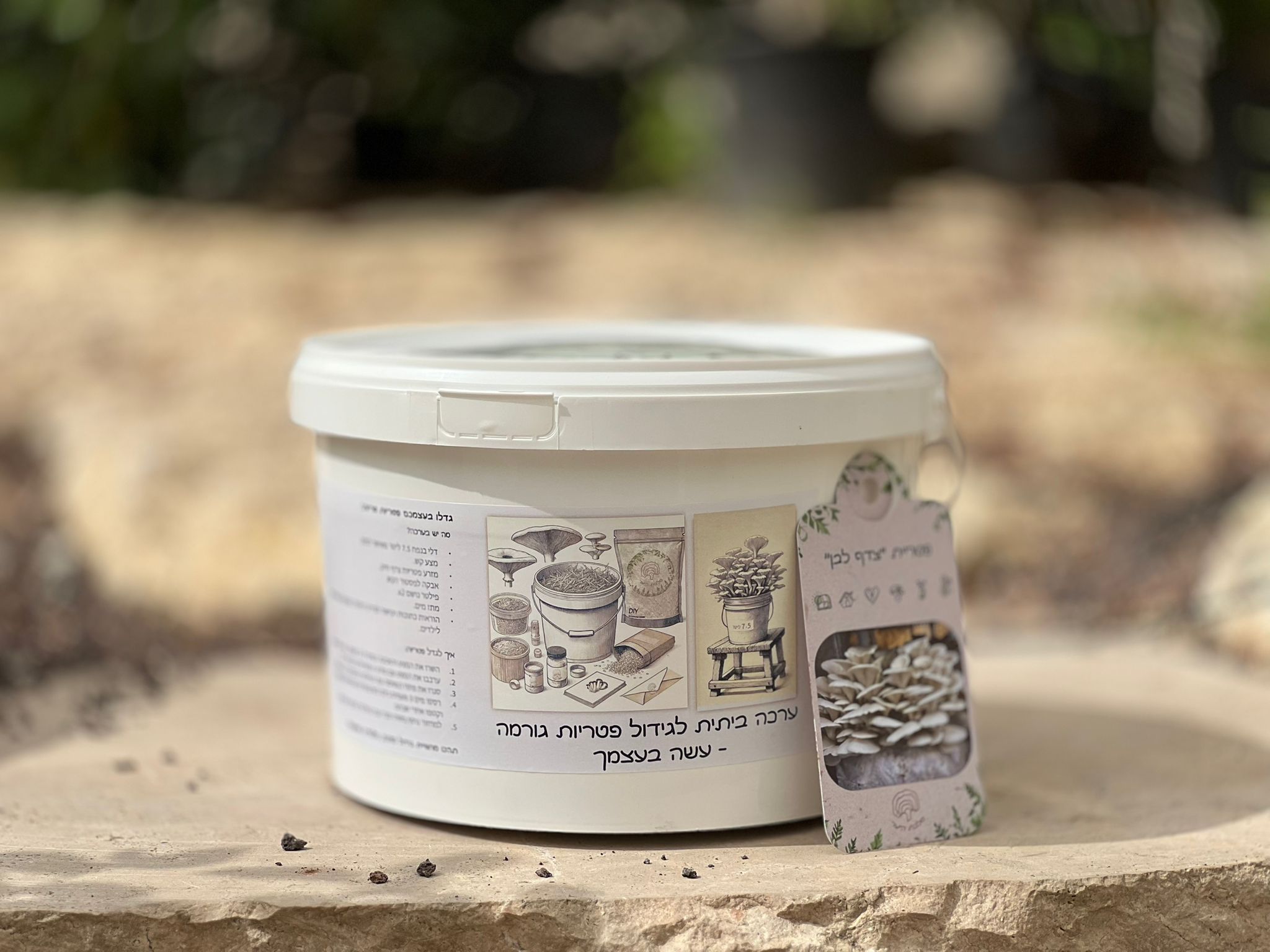 פטרית צדף לבן