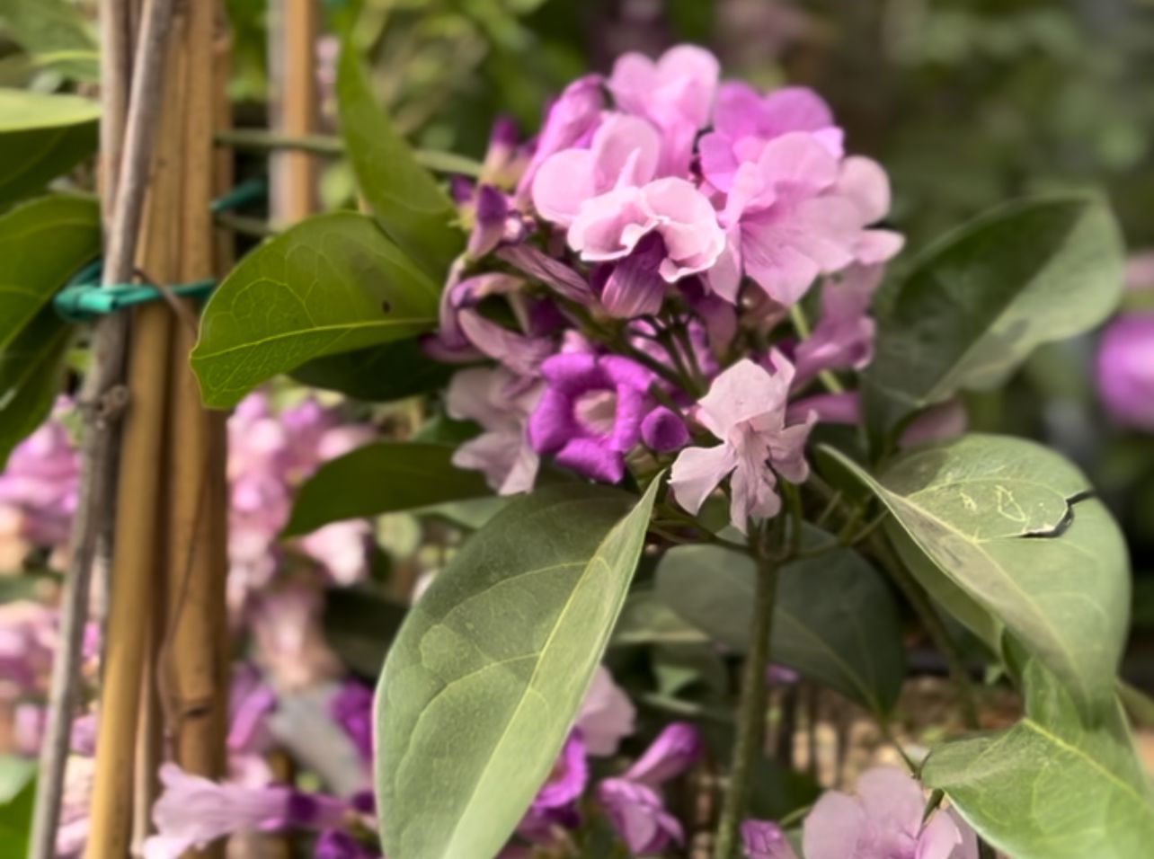 מסנואה שומית צמחי גינה, מטפס נכרך, מסנואה שומית