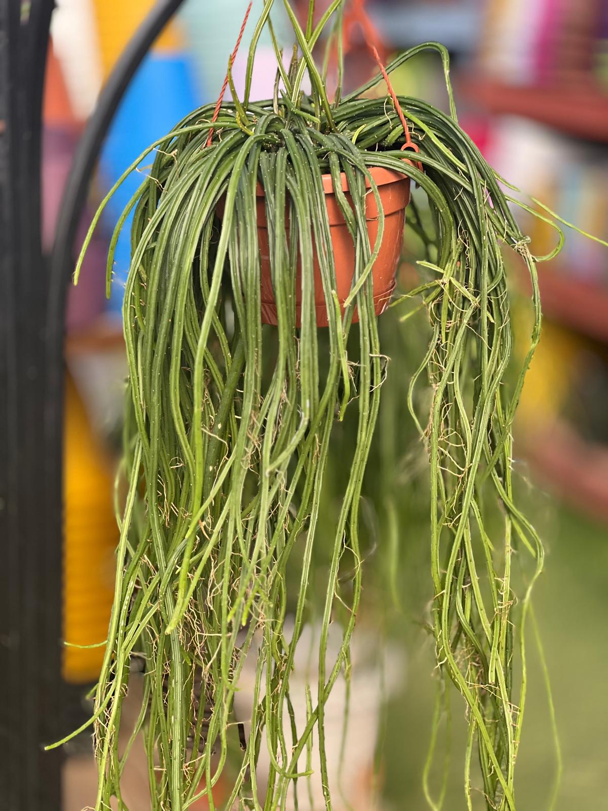 ריפסליס סלניצראוס וורקלי